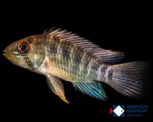 Apistogramma sp. balsa puerto