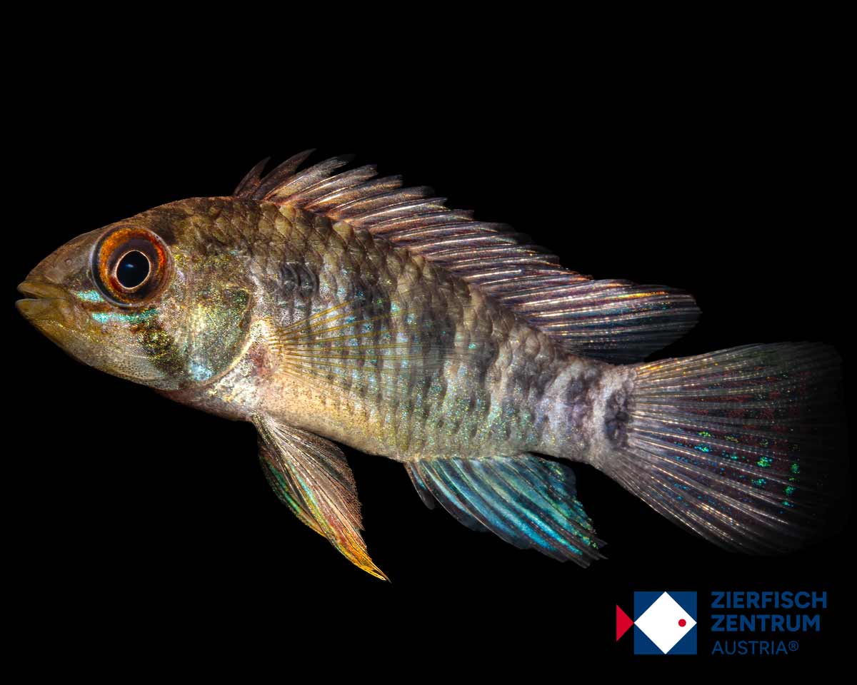 Apistogramma sp. balsa puerto