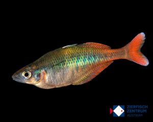 Chilatherina bleheri