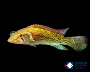 Crenicichla iguapina