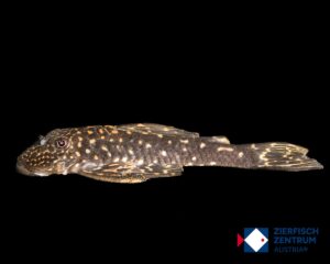 Hemiancistrus meizospilos L