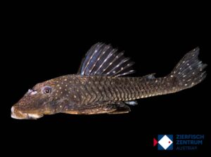 Hemiancistrus votouro