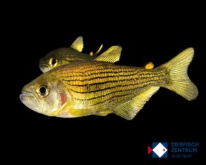 Hollandichthys multifasciatus