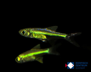 Microdevario kubotai