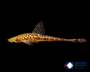 Oxyropsis cf. acutirostris