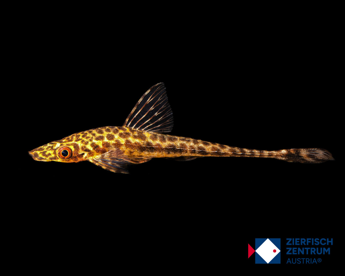 Oxyropsis cf. acutirostris