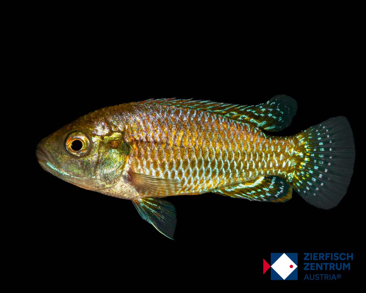 Pseudocrenilabrus multicolor