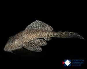 Pterygoplichthys gibbiceps