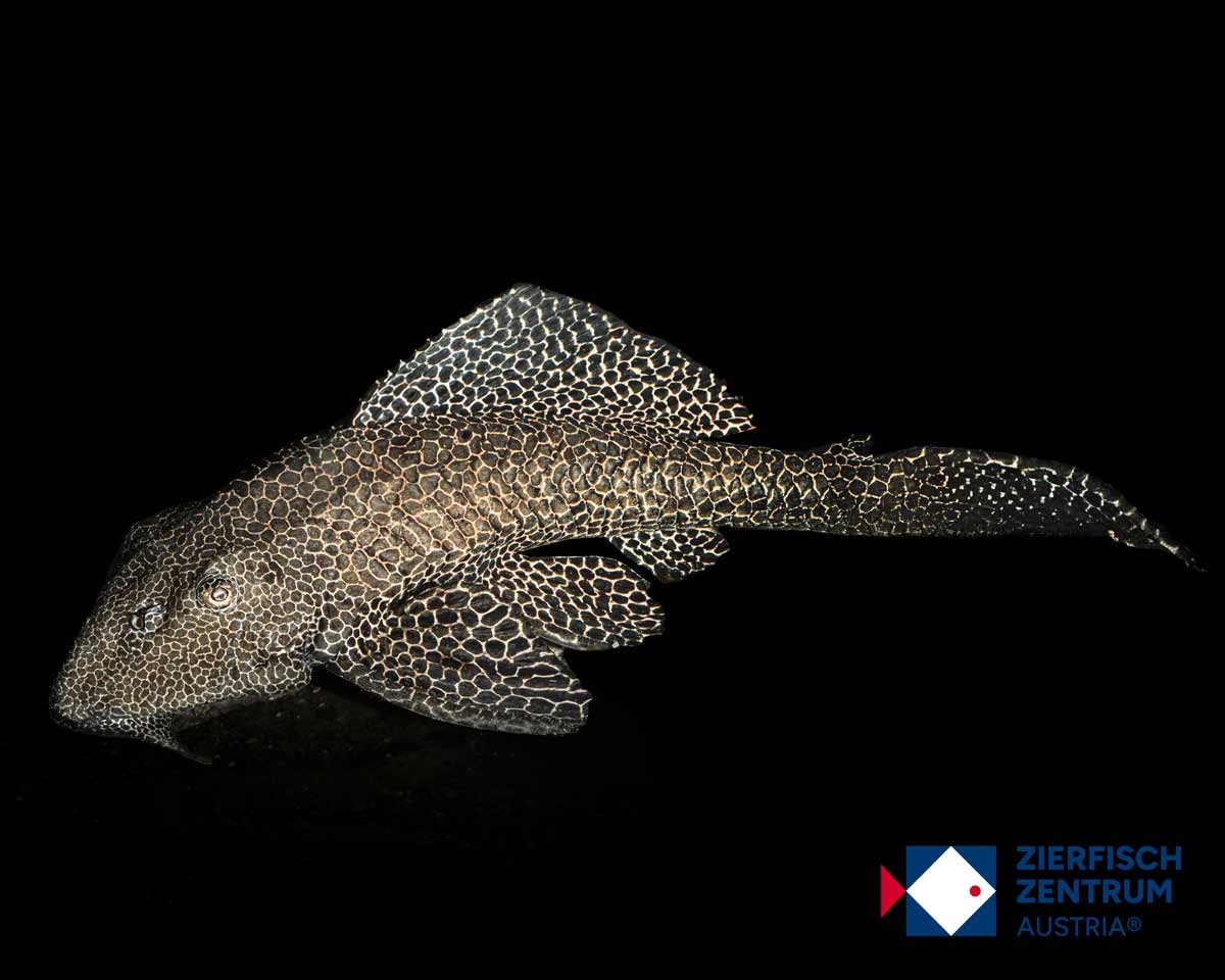 Pterygoplichthys gibbiceps