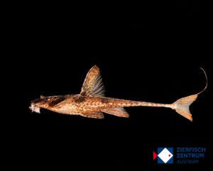 Rineloricaria lanceolata