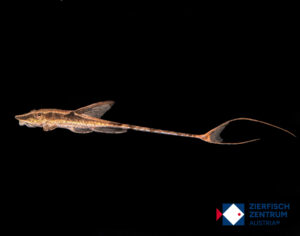 Sturisomatichthys festivum