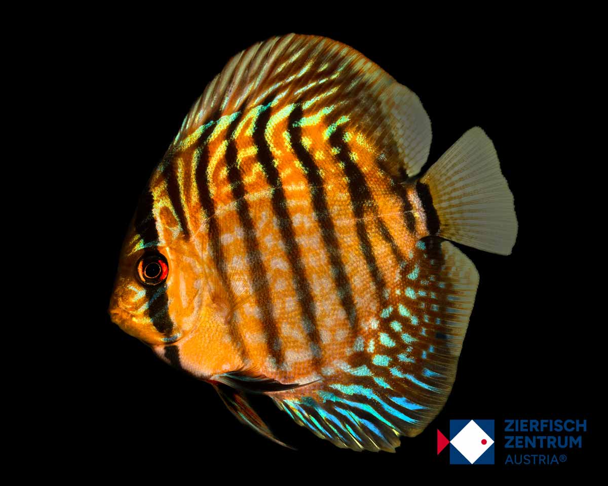 Symphysodon sp. heckel cross