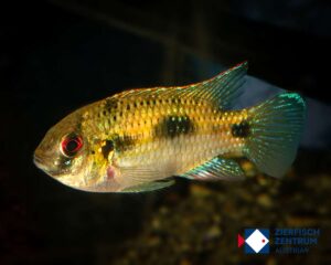 Anomalochromis thomasi