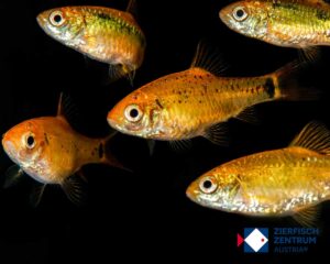 Barbodes semifasciolatus