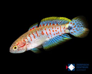 Tateurndina ocellicauda