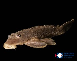 Ancistrus sp Rio Uruguay