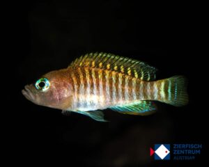 Neolamprologus multifasciatus