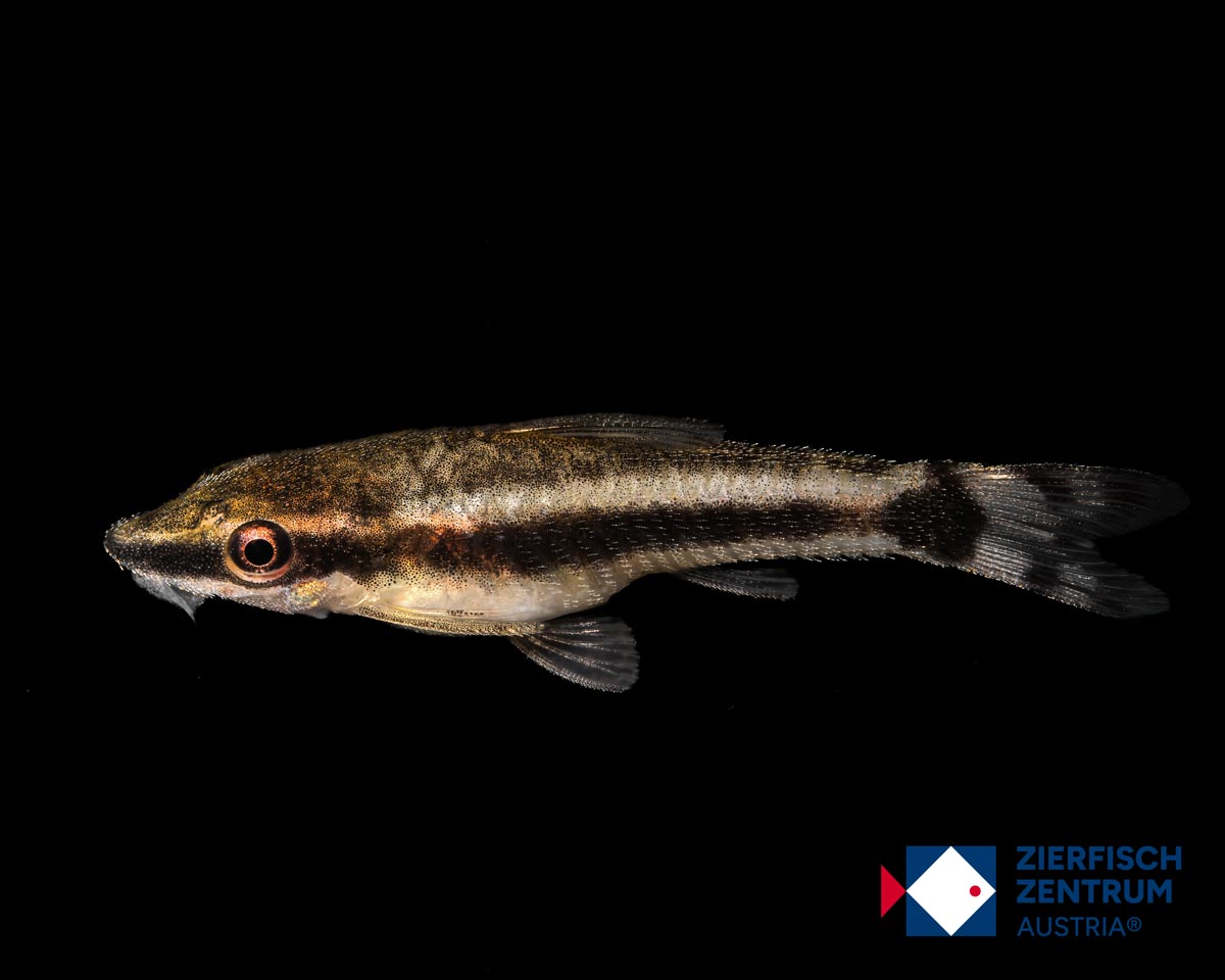 Otocinclus vittatus