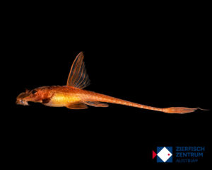 Rineloricaria sp Red 2